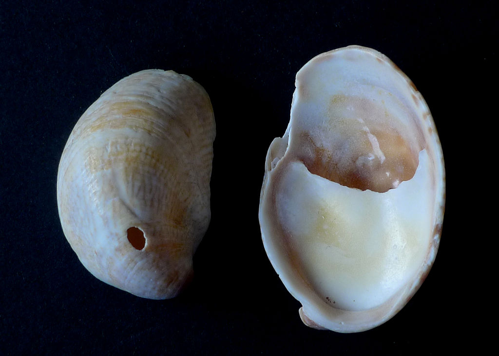 Image of Crepidula fornicata