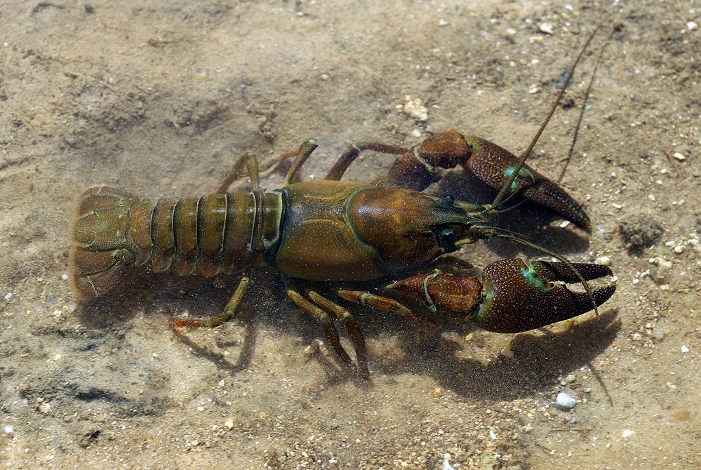 The Evolution of El Piña - The Crawfish Boxes