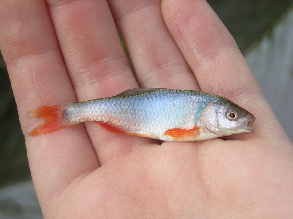 Minnow, Freshwater, Cyprinidae, Cypriniformes