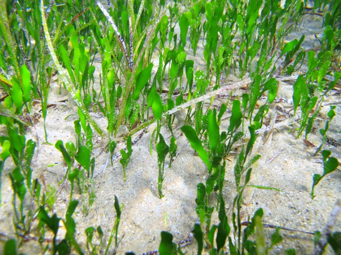 Image of Caulerpa prolifera