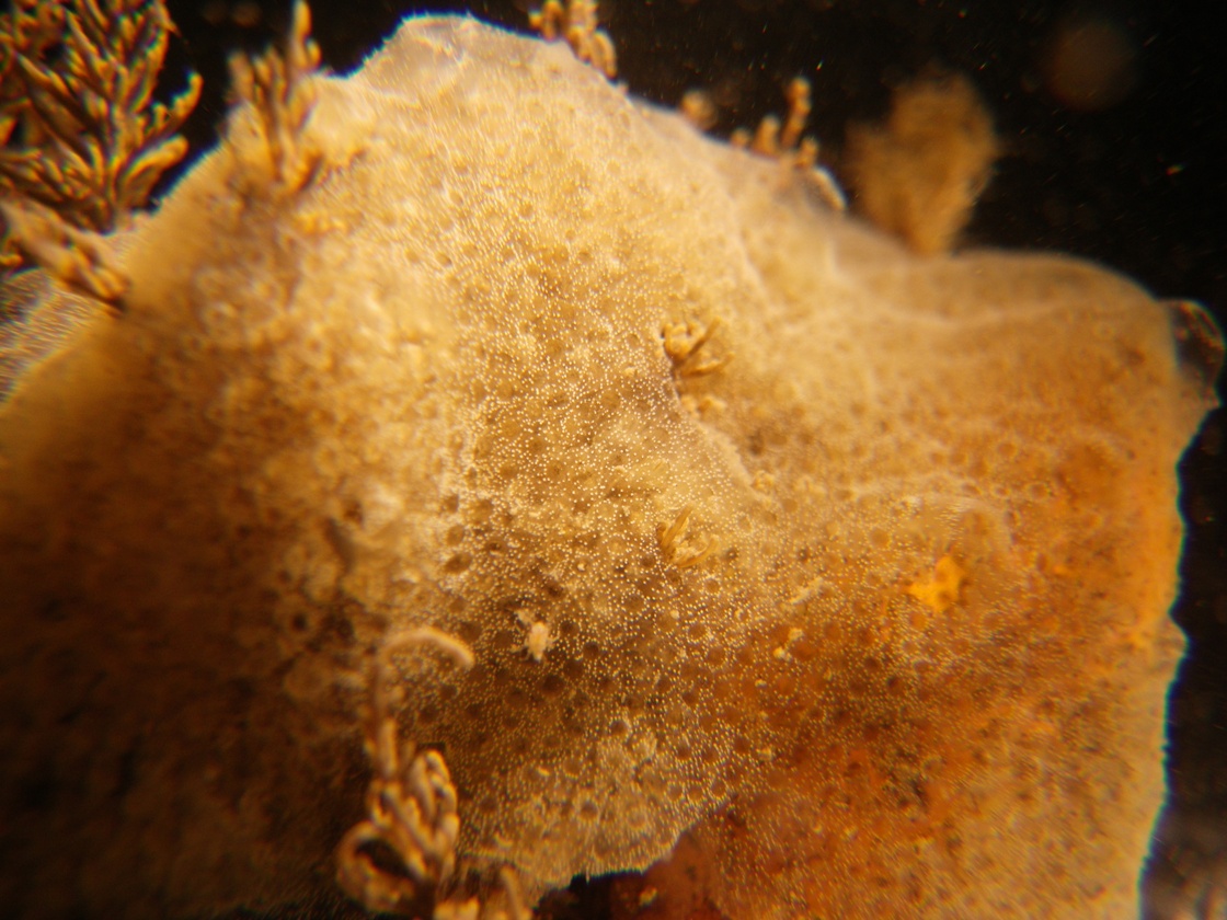 Image of Diplosoma listerianum