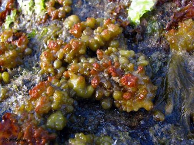 Image of Colpomenia sinuosa