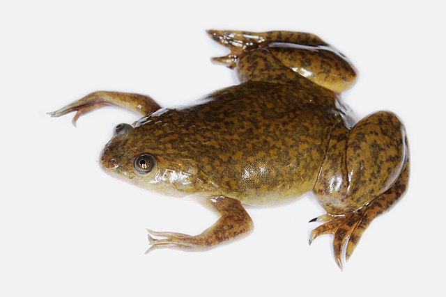 Image of Xenopus laevis