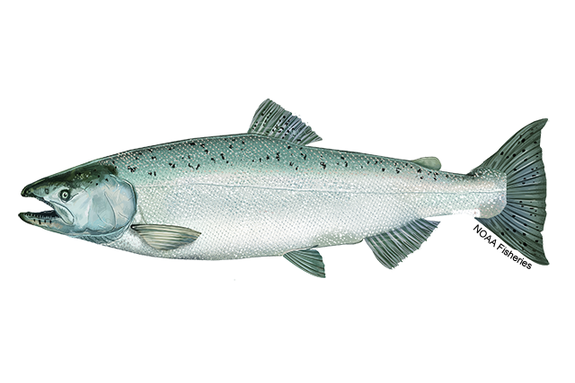 Image of Oncorhynchus tshawytscha