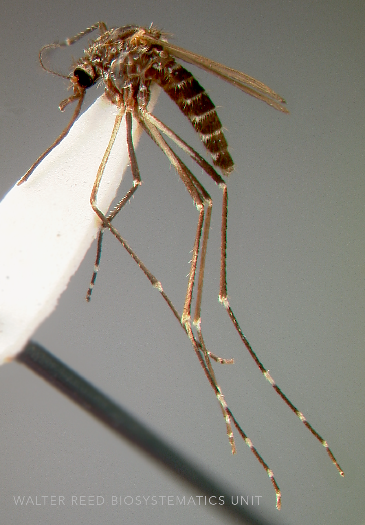 Image of Aedes togoi