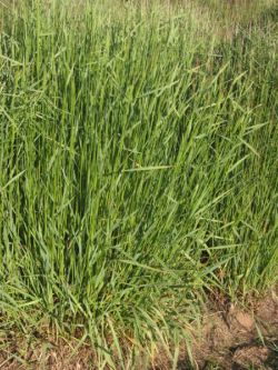 Image of Agrostis gigantea