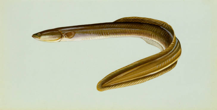 Image of Anguilla rostrata