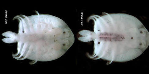 Image of Argulus japonicus