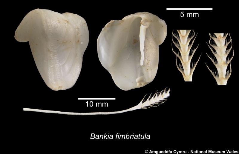Image of Bankia fimbriatula