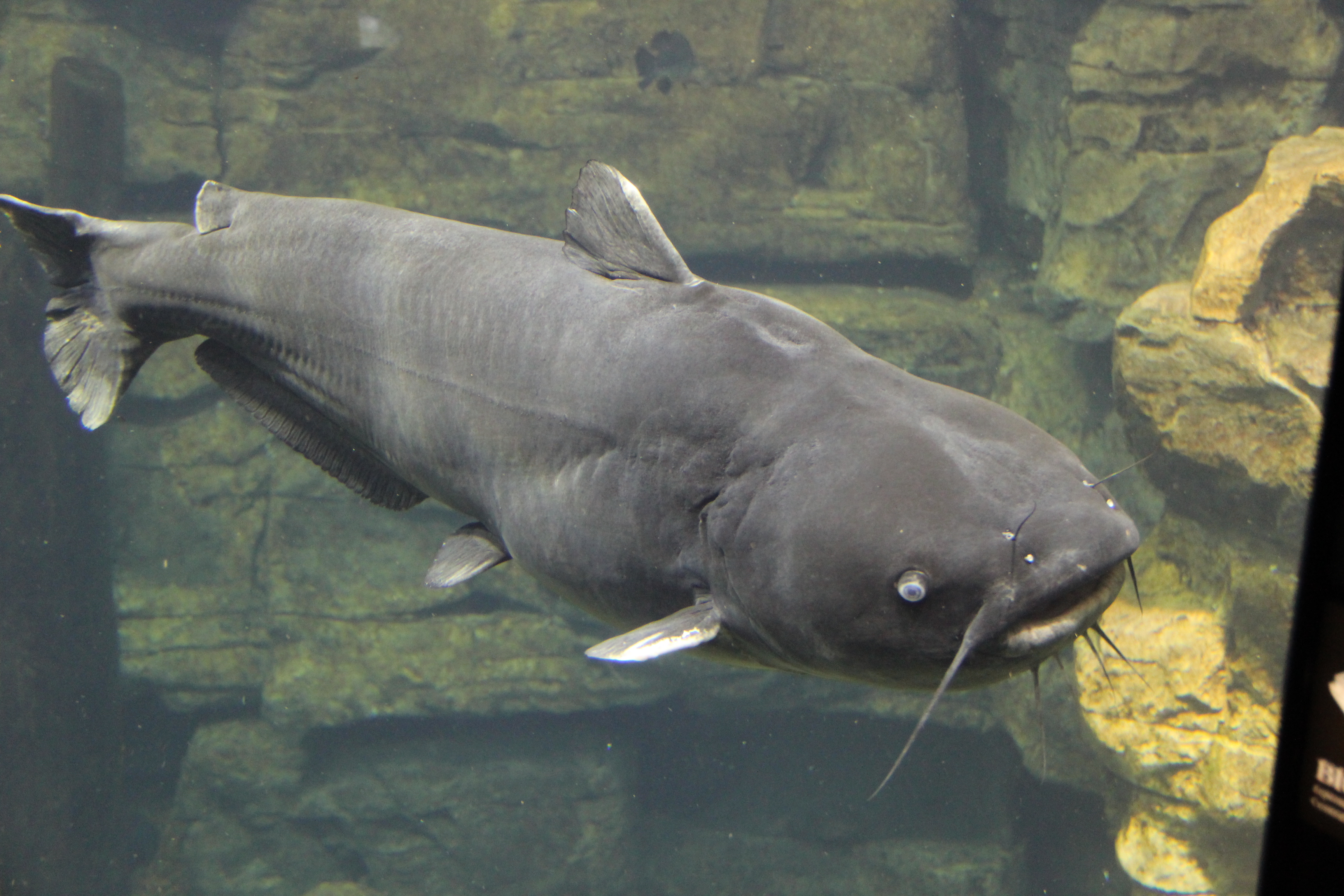 Fishing for blue catfish is good for the Bay, but be careful when
