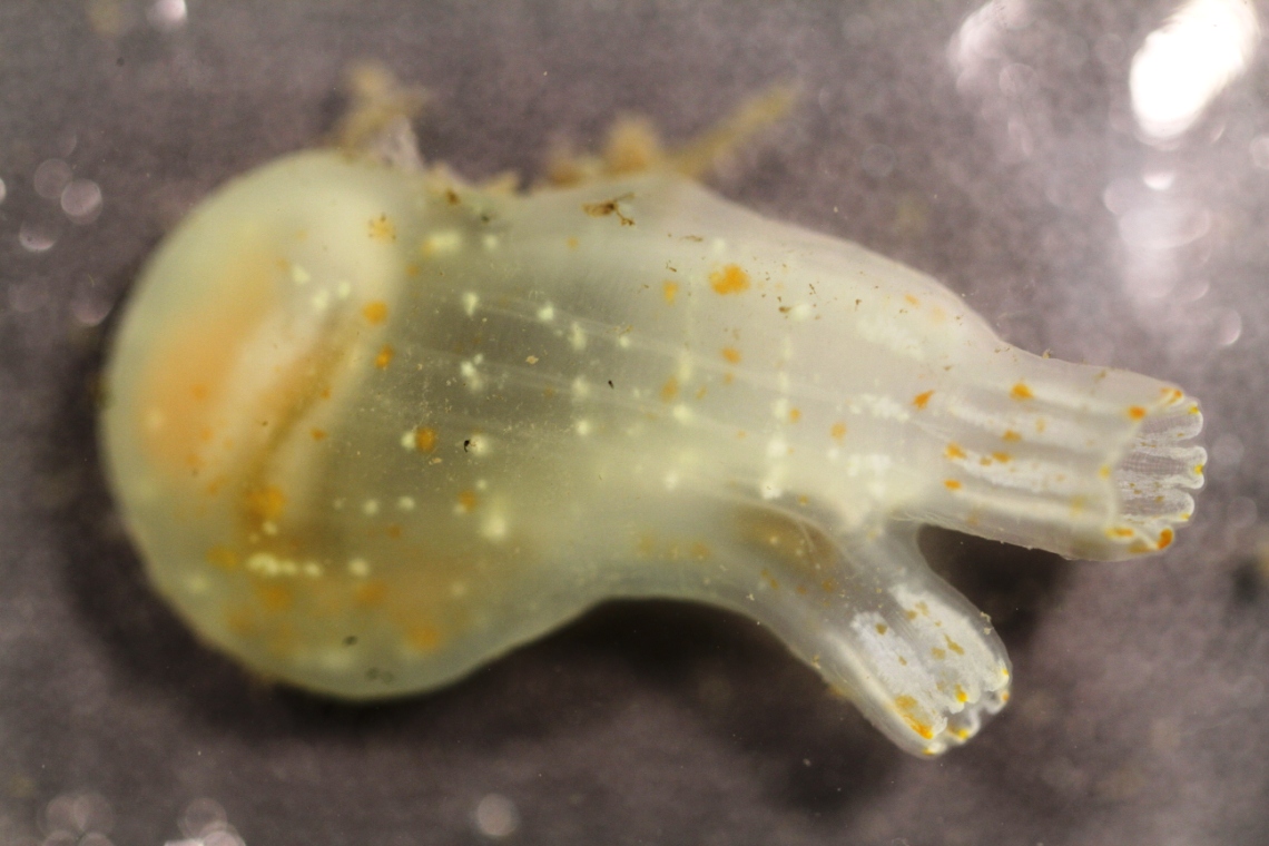 Ciona savignyi (Pacific transparent sea squirt)