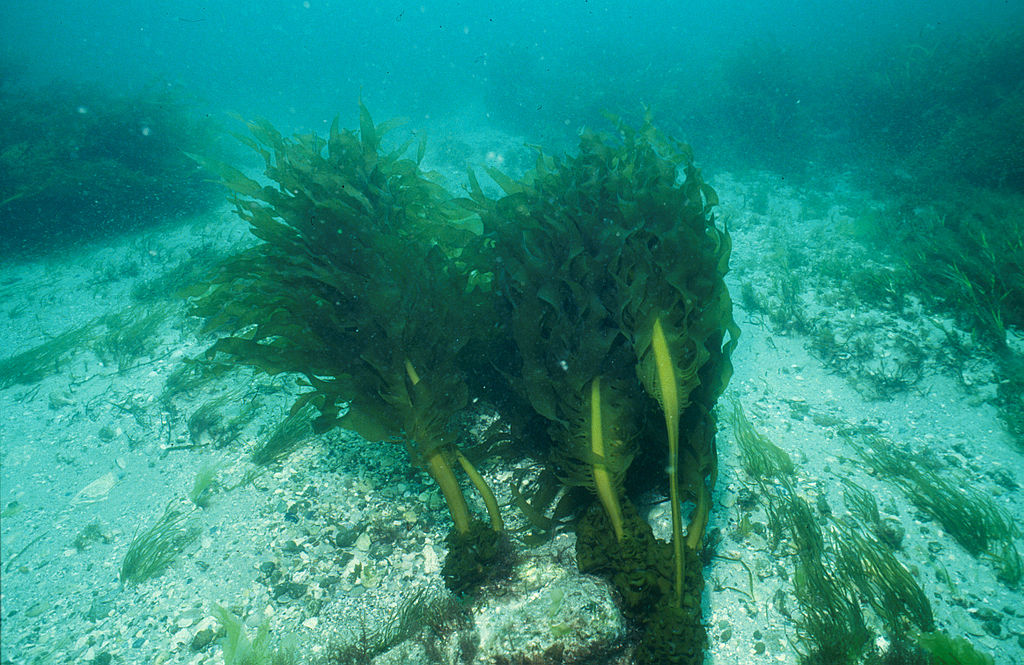 ALGA WAKAME – WAKAME SEAWEED Wakame is a sea vegetable or edible seaweed.  Basic compound of the Japanese Miso Soup. Binomial name: Undaria Pinnatifi  Stock Photo - Alamy