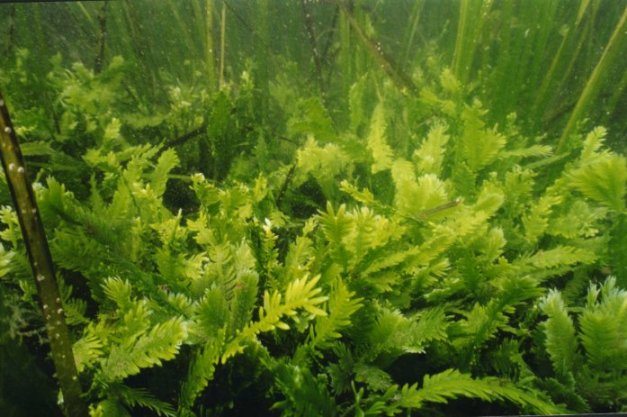 caulerpa mexicana