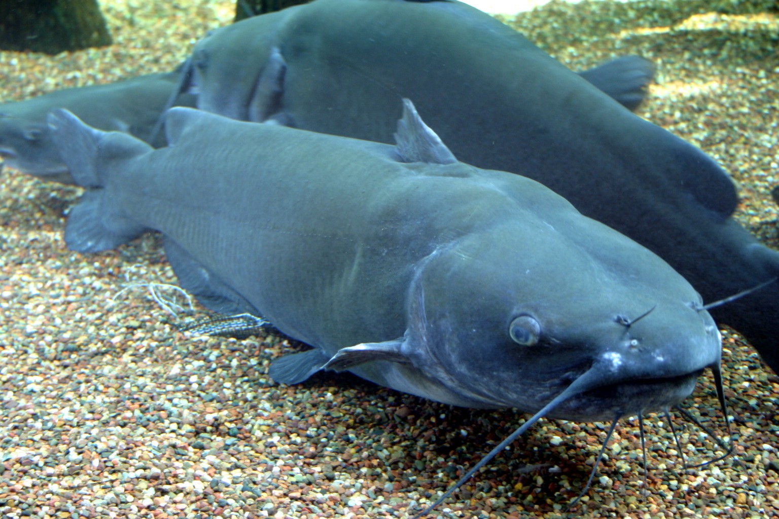 Willamette River Catfish Fishing 