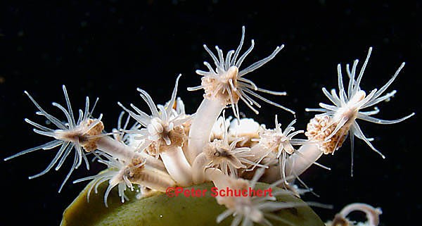 Image of Clava multicornis