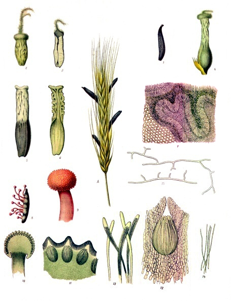 Image of Claviceps purpurea var. spartinae