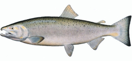 Image of Oncorhynchus kisutch