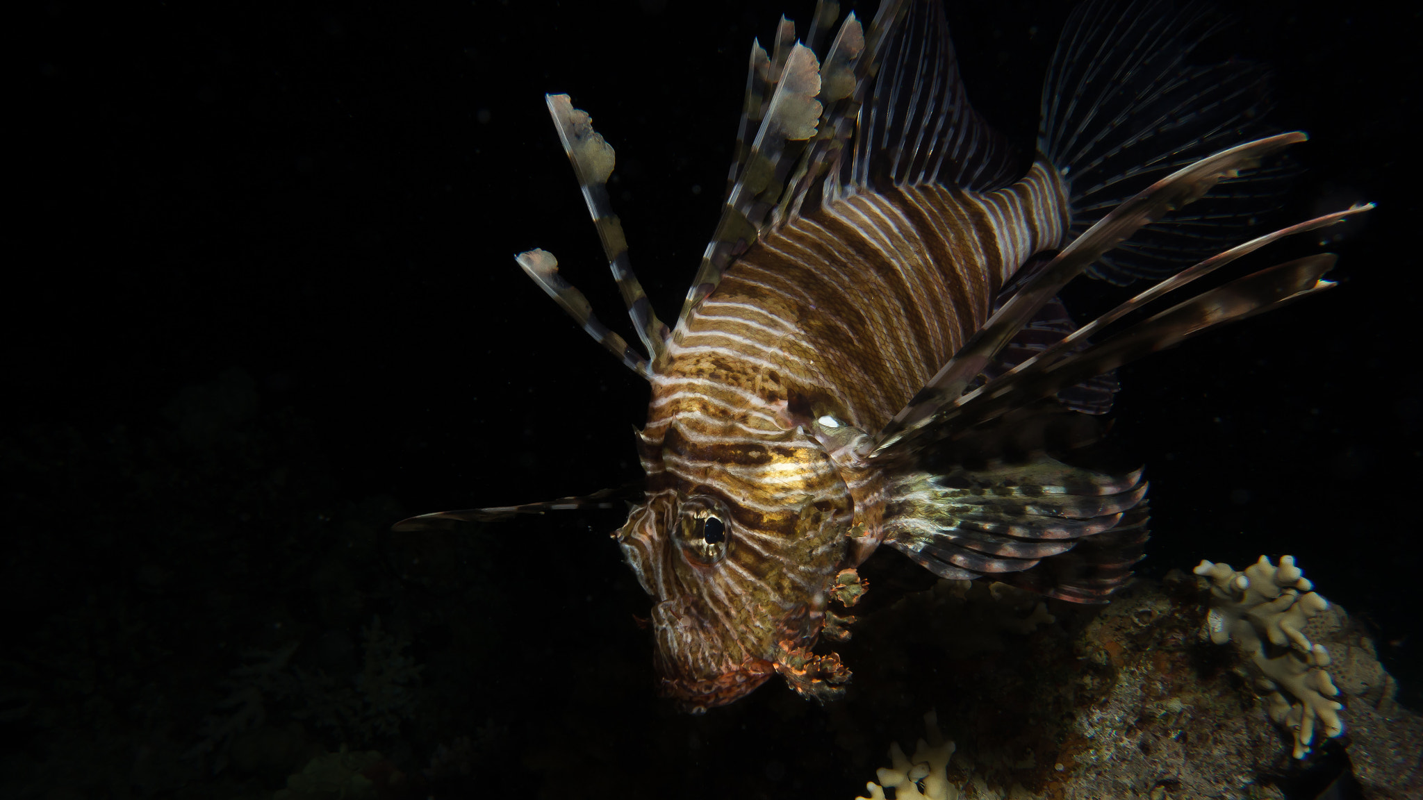 Image of Pterois miles