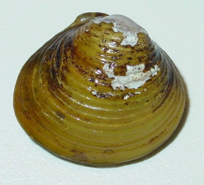 Image of Corbicula fluminea