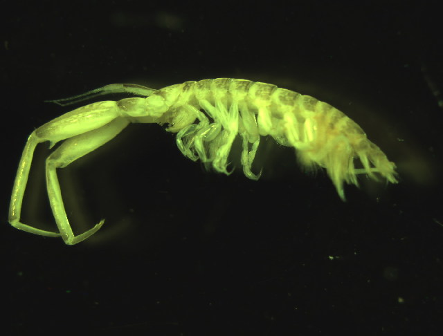 Image of Corophium volutator