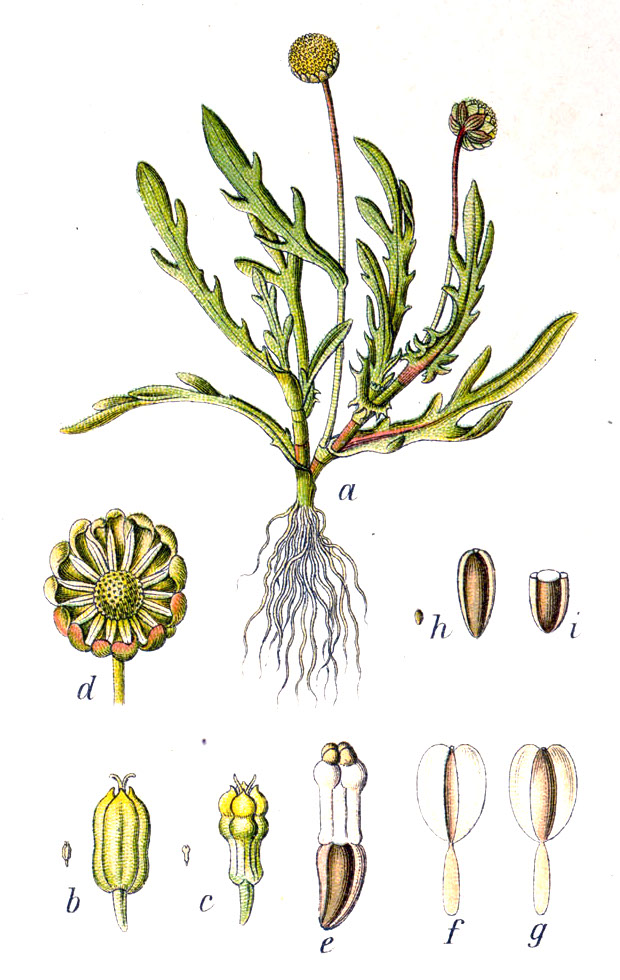 Image of Cotula coronopifolia