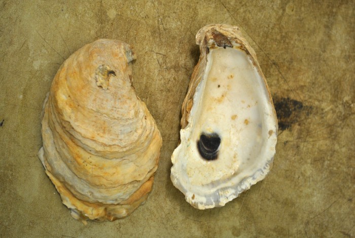 Image of Crassostrea virginica