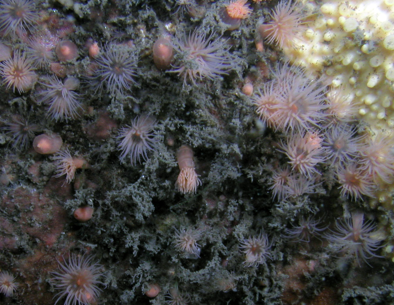 Image of Diadumene leucolena