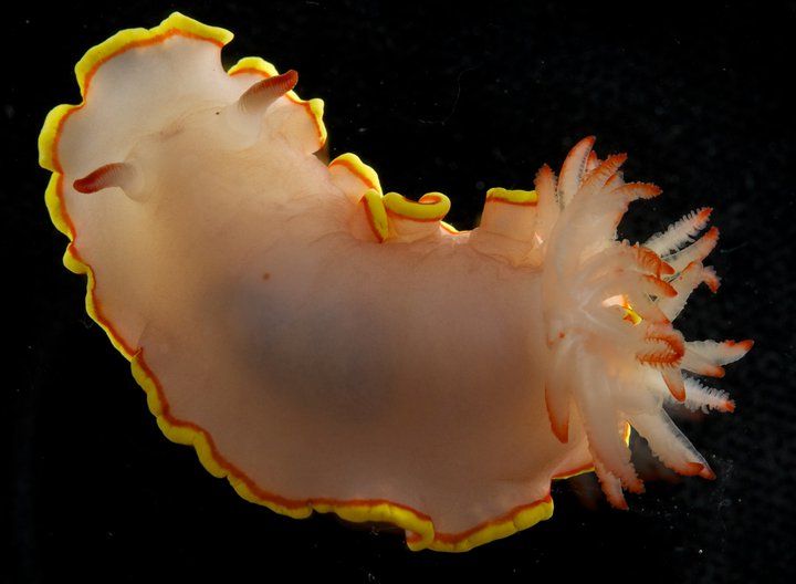 Image of Doriprismatica sedna complex