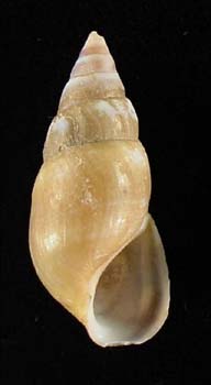 Image of Elimia livescens