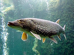 Image of Esox lucius