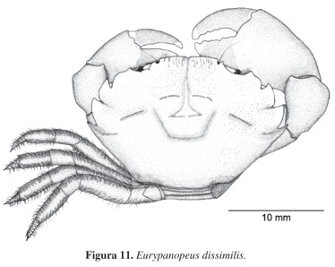 Image of Eurypanopeus dissimilis