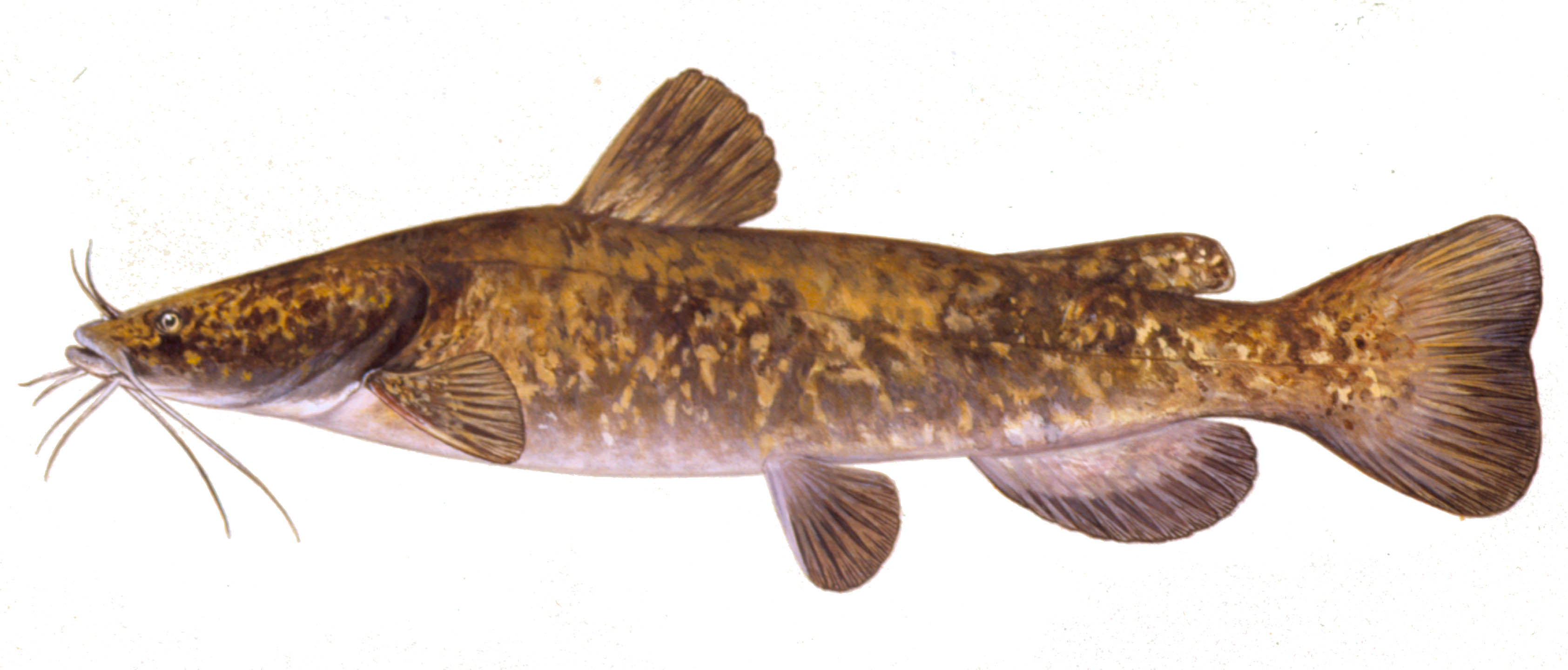 Catfish  Oregon Department of Fish & Wildlife