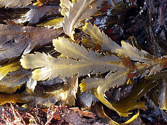 Image of Fucus serratus