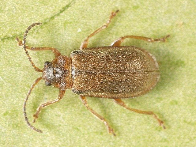 Image of Galerucella pusilla