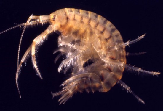 Image of Gammarus tigrinus