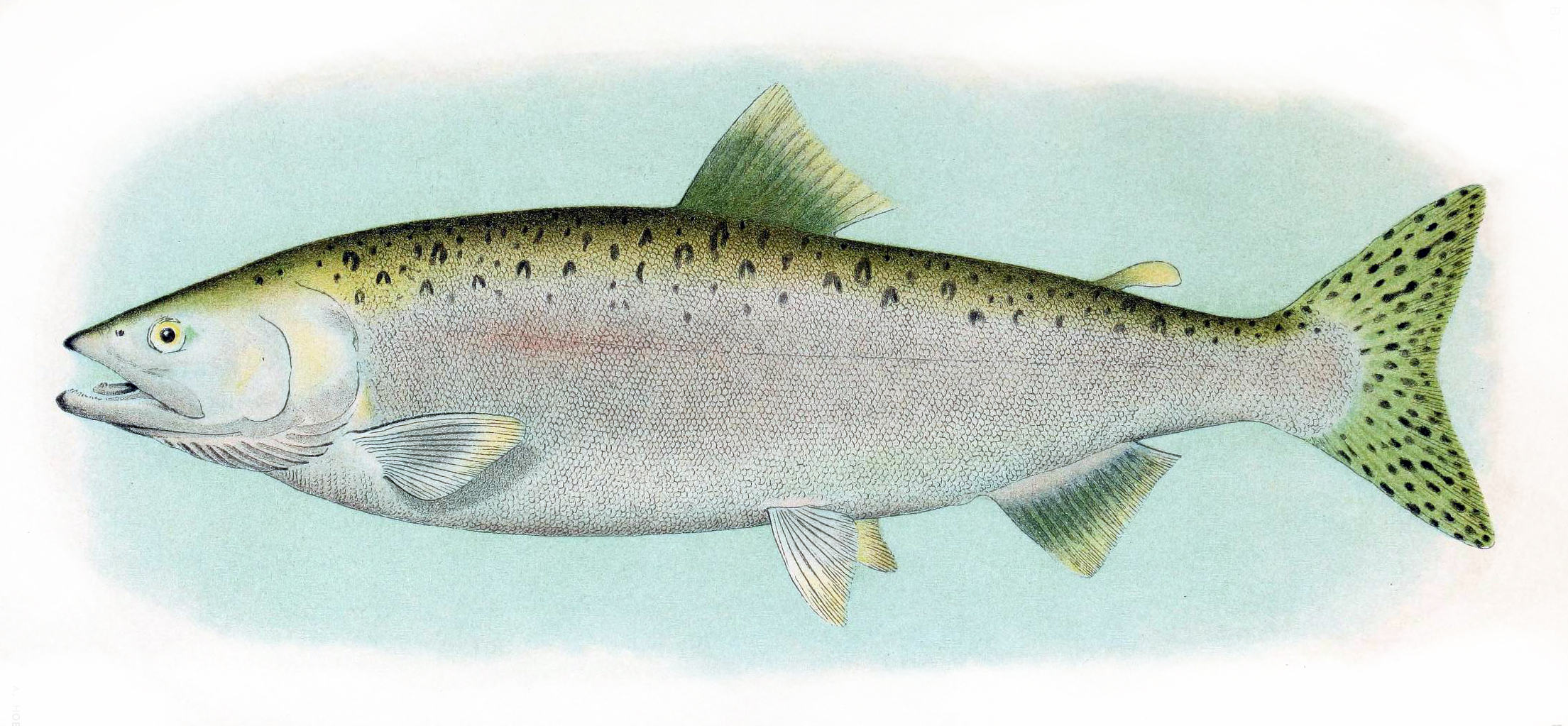 Image of Oncorhynchus gorbuscha