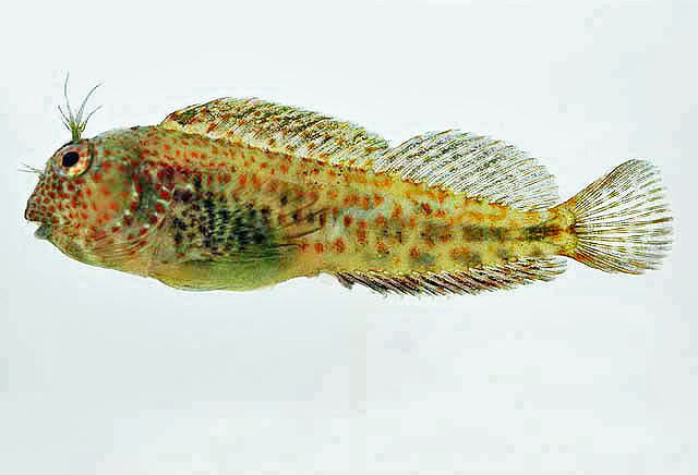 Image of Hypleurochilus pseudoaequipinnis