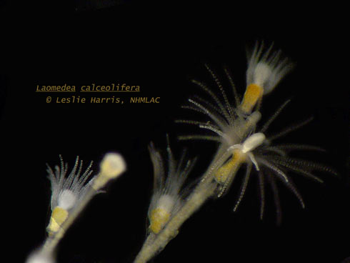 Image of Laomedea calceolifera