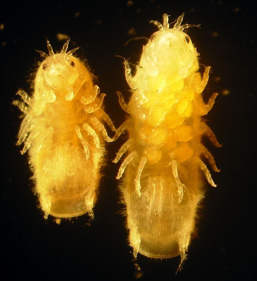Image of Limnoria quadripunctata