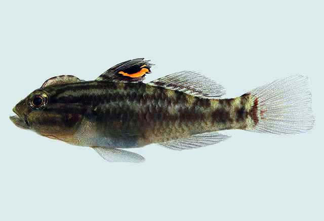 Image of Lophogobius cyprinoides