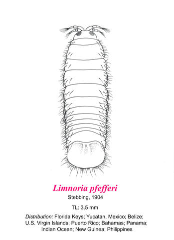 Image of Limnoria pfefferi