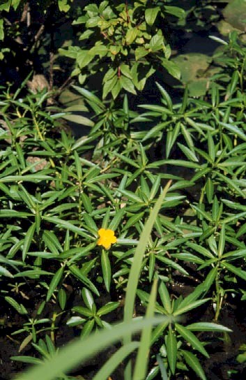 Image of Ludwigia spp.