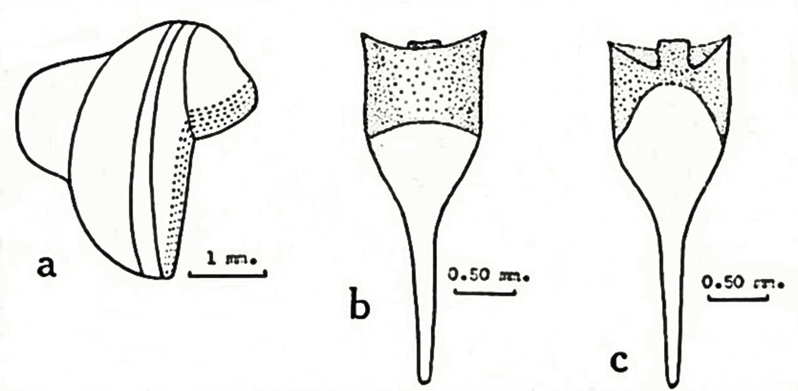 Image of Lyrodus medilobatus