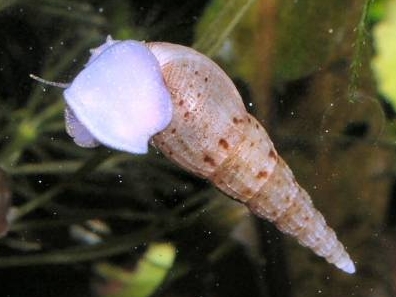 Image of Melanoides tuberculata