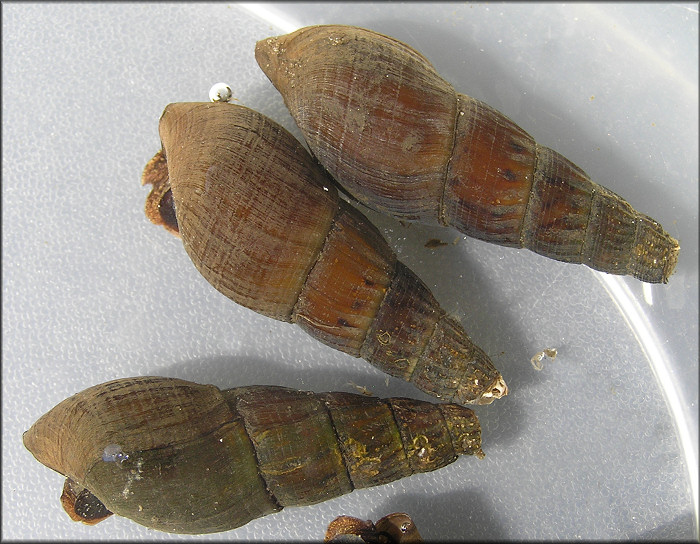 Image of Melanoides turricula
