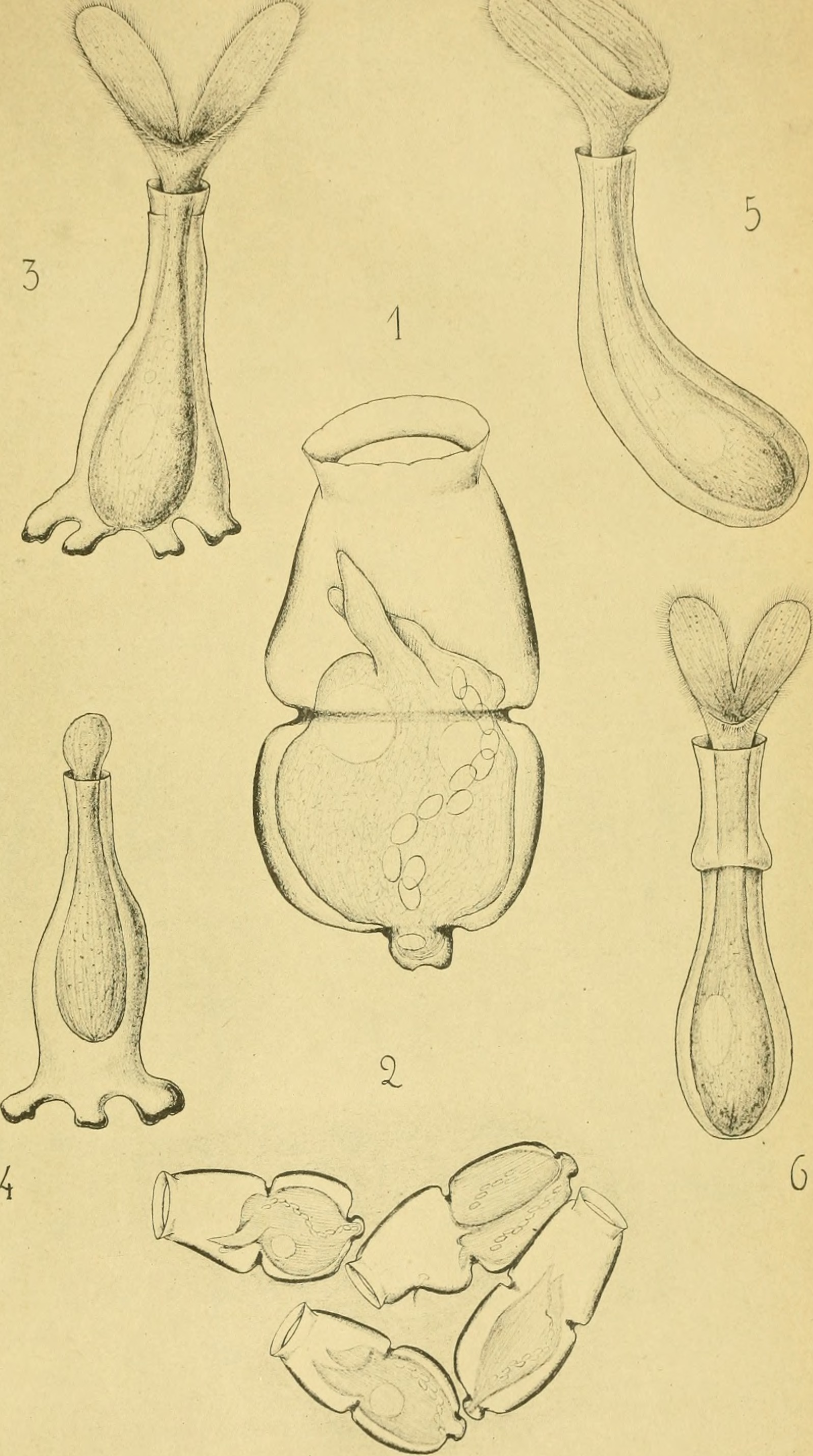 Image of Mirofolliculina limnoriae