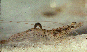 Image of Myzobdella lugubris