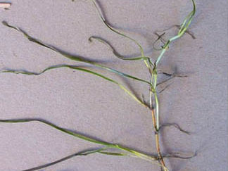 Image of Zostera japonica