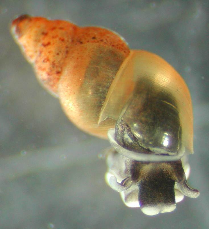 Image of Potamopyrgus antipodarum