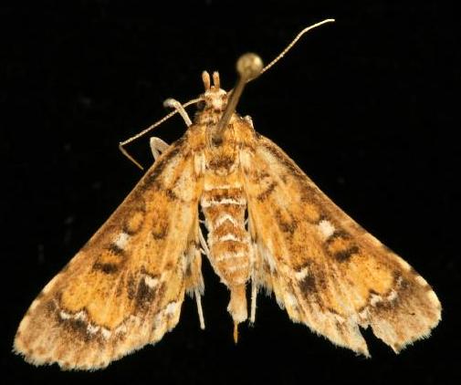 Image of Niphograpta albiguttalis